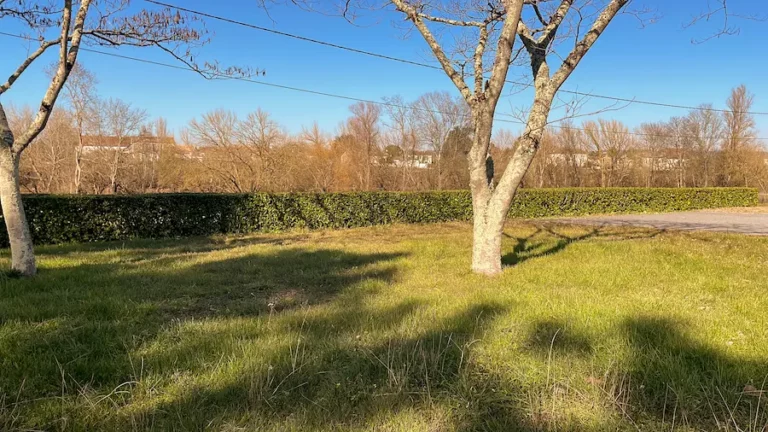 photo d'une haie tailler basse avec un arbre