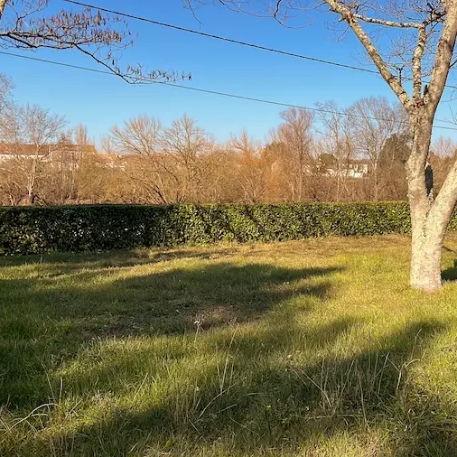 photo d'une haie tailler basse avec un arbre