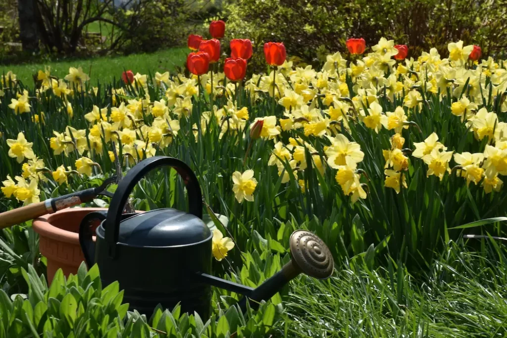 arrosoir poser à côté d'un champs de jonquille et tulipes