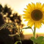 Tournesol en gros plan sur un couché de soleil en fond