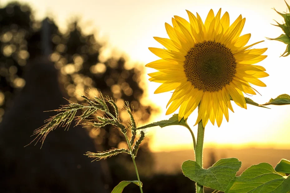 Tournesol en gros plan sur un couché de soleil en fond